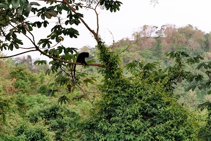 Monkey on a tree – a howler monkey, to be specific. But you can’t tell with the 50 mm focal length.