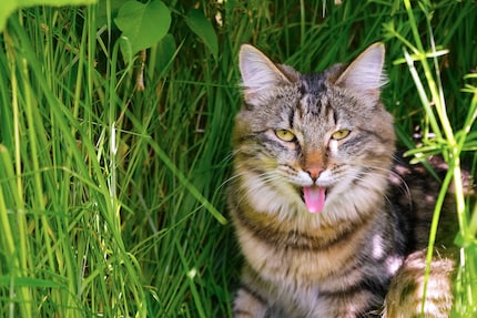 Bei grosser Hitze hecheln Katzen wie Hunde.