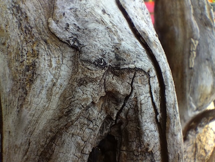 With macro mode, the G42 takes passable close-ups.