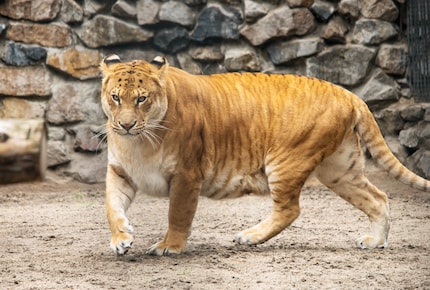 Pack den Liger in den Tank. Oder so.