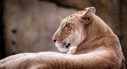 Der deutsche Name für Tigon ist übrigens Töwe. Lach nicht!