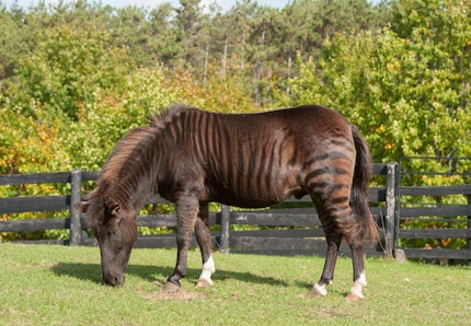 A zorse is a zorse of course of course.