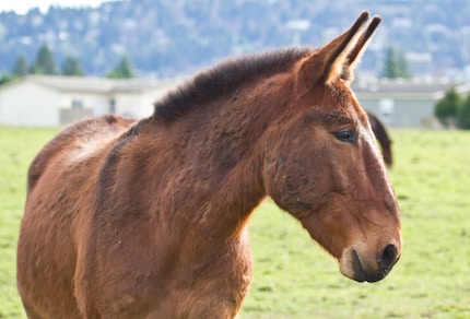 Mulis – das Beste aus Pferd und Esel.