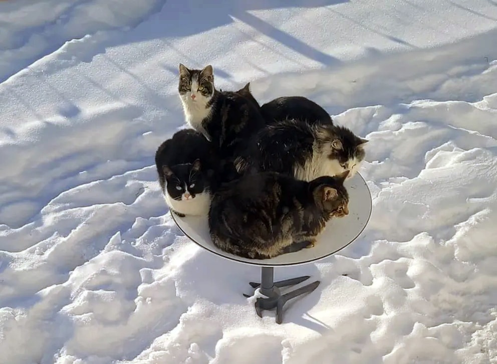 Katzen mögen die Heizung der Starlink-Schüsseln.