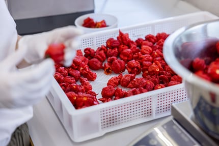 The chillies are ready for processing.