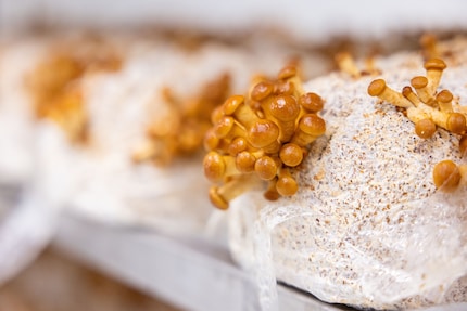 The slimy surface of the nameko is shiny, but can be wiped off before eating it.