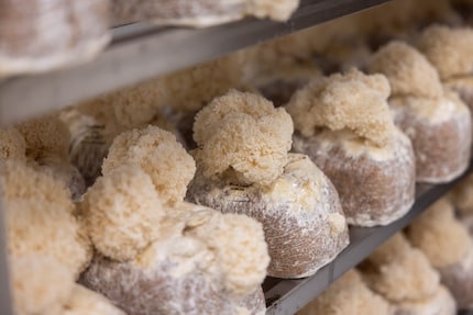 Tête de Moine or pompom? The pom-pom blanc.