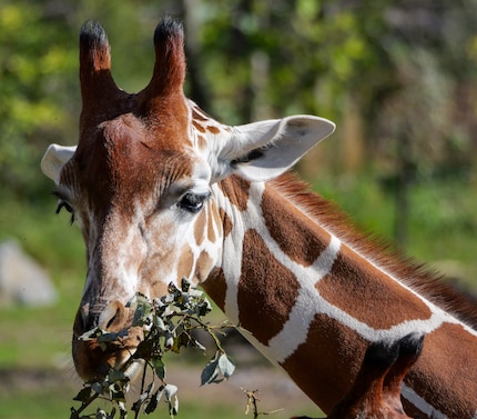 You can crop out the head of even the most distant giraffe.