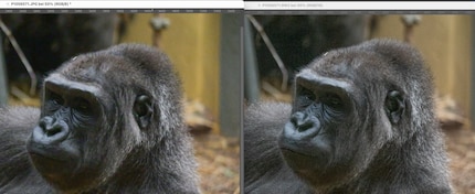 In Photoshop, the trick works. JPEG on the left, RAW on the right.