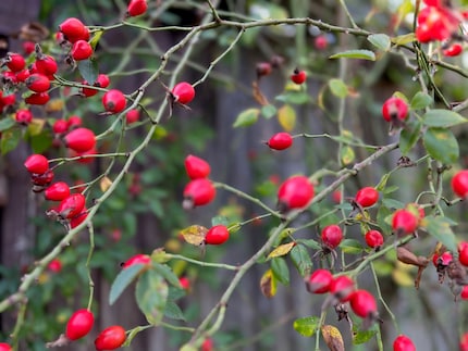 Im Frühjahr besticht meine Heckenrose mit Hunderten von kleinen rosa Blüten. Jetzt im Herbst sind daraus leuchtend rote Hagebutten geworden.