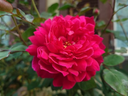 Good close-up shots even without macro mode.