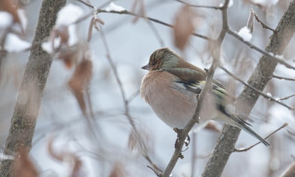 A rare stroke of luck: my hand and the bird were so still that the shot turned out sharp at 1/80 of a second.