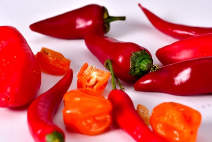 Egal ob groß und mild oder klein und scharf: Paprika und Chili gehören zur selben Pflanzengattung namens Capsicum. 