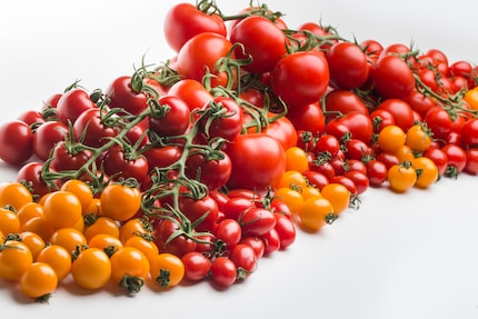 Die Formenvielfalt scheint unendlich: Tomaten gibt es heute von klein, glatt und rund bis groß, schrumpelig und länglich – und allen erdenklichen Varianten dazwischen.