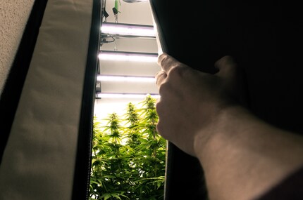 Martin likes to share his growing tips. You can also find out how legal cannabis is in Switzerland in his articles.