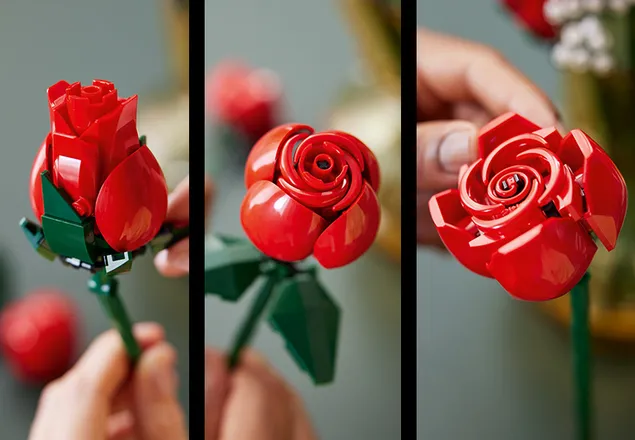 The 12 roses have three different flowering stages.