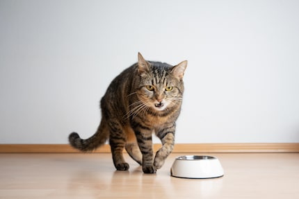 Kein Bock aufs Futter? Das kann bei Katzen viele Gründe haben.