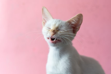 Cats don't sneeze into the crook of your arm. For reasons.