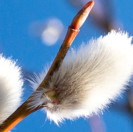Small detail from the picture of the willow catkins.