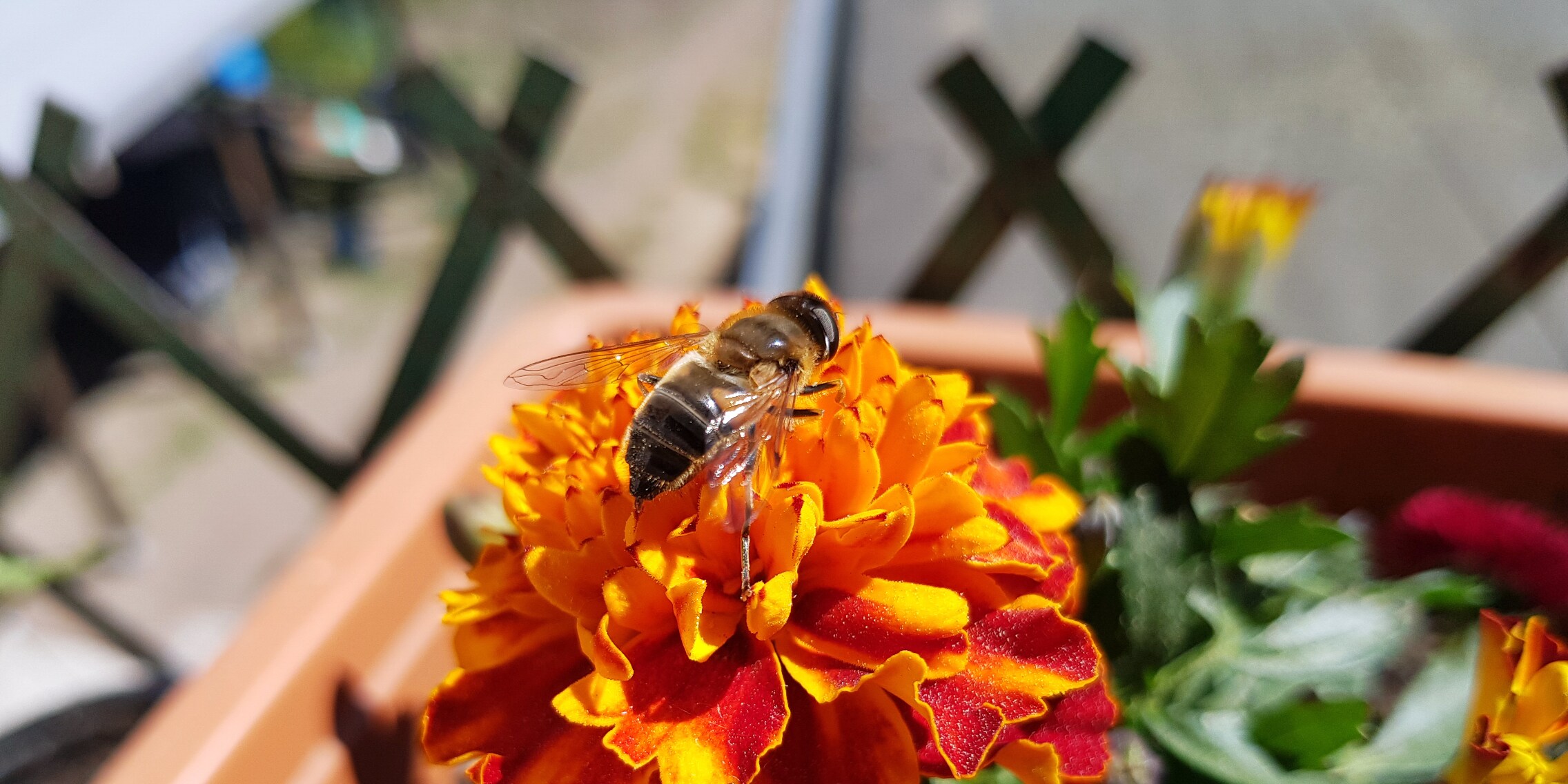 Den Balkon Insektenfreundlich machen, Bienenhotel Galaxus