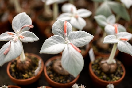 Zauberhaft: die Rechsteineria leucotricha in voller Blüte.