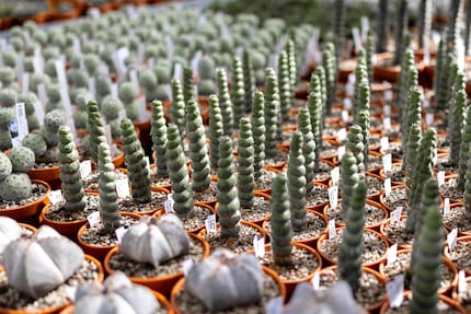 Sukkulente oder Twister-Glacé? In die Eulychnia castanea beisst du besser nicht rein.