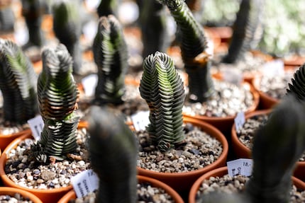 Die Crassula pyramidalis hat die wildesten Rippungen zu bieten.