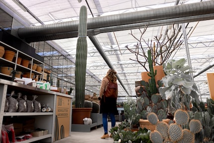 Die Zwergin und der Hüne: Ich kann über den Pachycereus pringlei nur staunen.