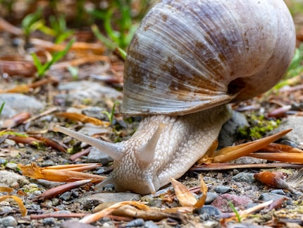 Mit einem Ausschnitt wird daraus dann doch ein Makro. Dieser Ausschnitt hat immer noch 2465 Pixel auf der langen Seite.