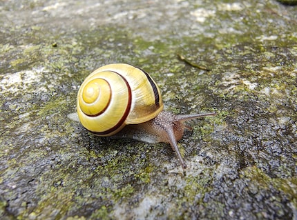 Macro mode helps me see plenty of details on the tiny snail.