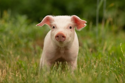 This is roughly how I imagine Apple’s AI: nimble and cute, but not particularly plump.