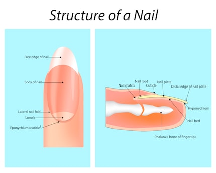The structure of a fingernail.