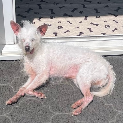 Daisy Mae: Eine Schönheit der etwas anderen Art.