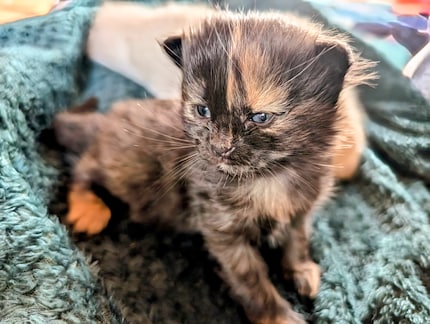 «How cute can you be?» Kitten: «Yes.»