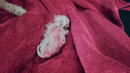 Baby number one before it was licked completely clean by Mira…