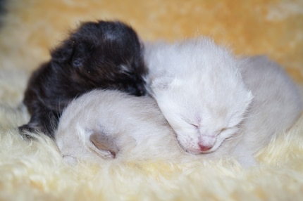 In the early stages, kittens can’t do too much with their eyes closed.
