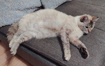 Our heavily pregnant Mira shortly before giving birth.