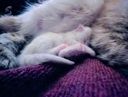 … and the first cuddle with mummy.