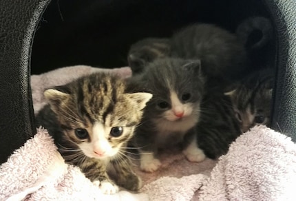 Bonnie gave birth to these rascals in spring 2016…
