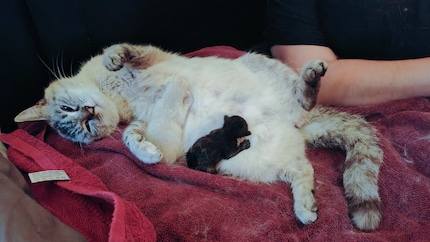 After being born, it’s time to hit the milk bar…