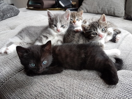 … and this cat pack followed just six months later.