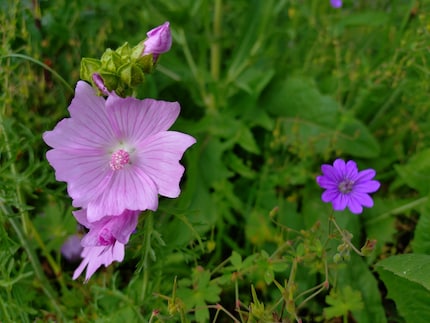 I like close-ups even without a macro function.