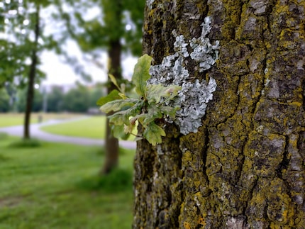 The bokeh effect doesn’t make much sense here, as the tree trunk is blurred at the bottom.