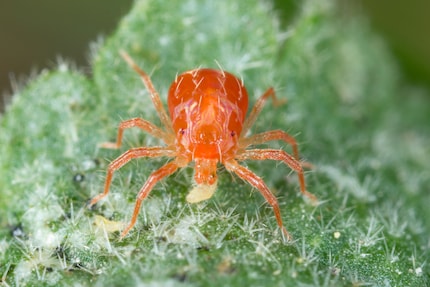 Om Nom Nom: eine Raubmilbe bei ihrem «succulent meal».