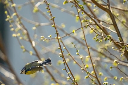Die Meise im Flug ist, wenn überhaupt, nur mit grossem Bildausschnitt zu erwischen. Es braucht für solche Szenen sowohl eine hohe Auflösung als auch eine hohe Geschwindigkeit.