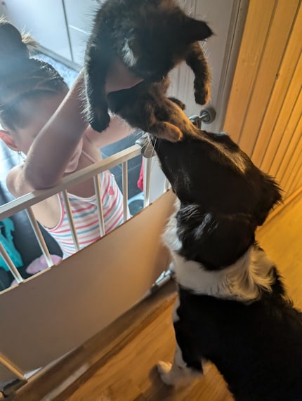 Wanda makes the acquaintance of holiday dog Mia.
