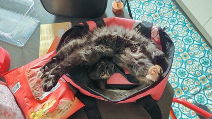 Is this the cat position in yoga?