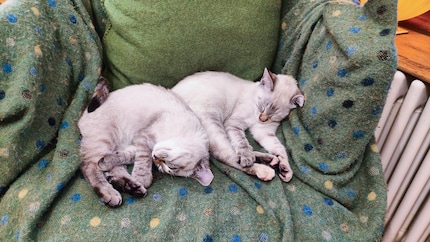 Snowball and Fineli’s first nap in their new place.