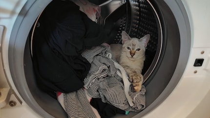 Never the victim of a wash: Snowball.