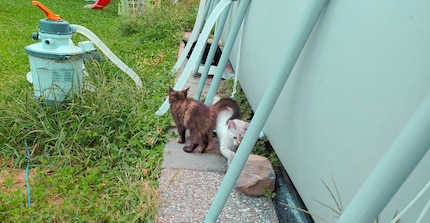 The black cat in the background attracts Wanda’s attention.